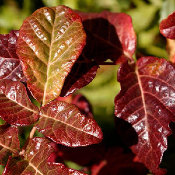 Poison Oak © MROSD poison oak
