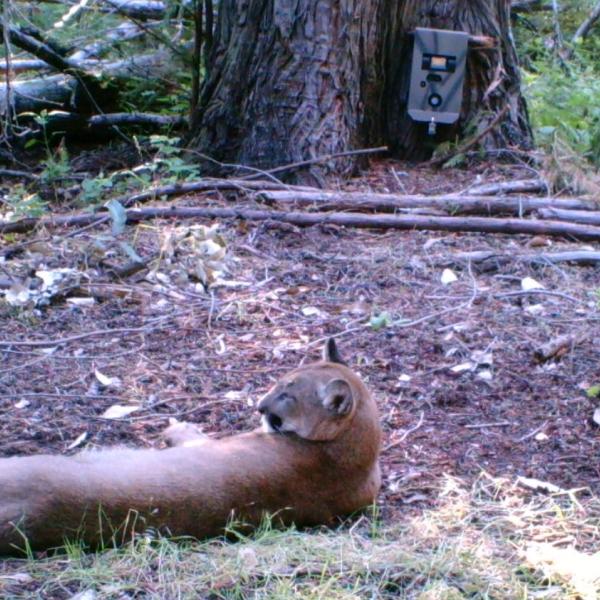 Mountain lion at wildlife camera, Bear Creek Redwoods Open Space Preserve. Photo by De Anza College
