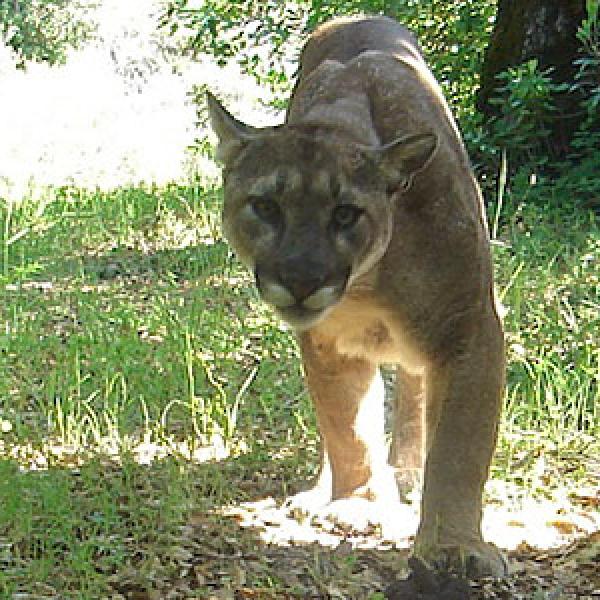 Wildlife cameras capture images of wildlife moving about the open space preserves © Ken Hickman mountain lion