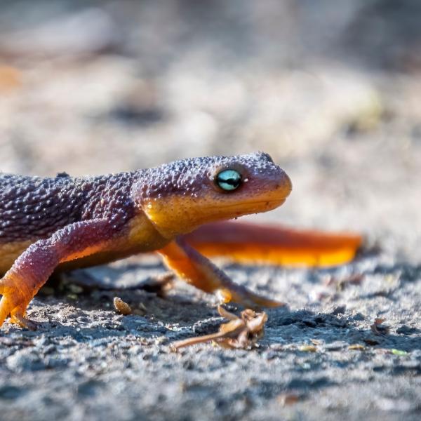 Rough-skinned Newt. Photo by Douglas Croft. photo of a rough-skinned newt