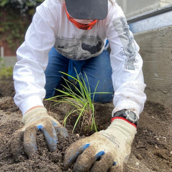 person putting a plant in the ground