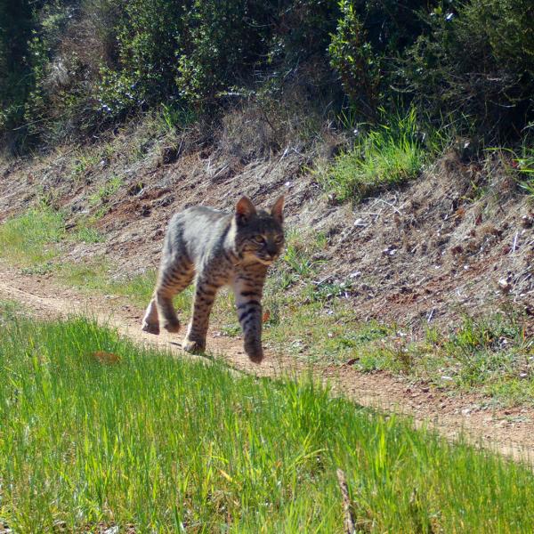 a bobcat walking along a trail