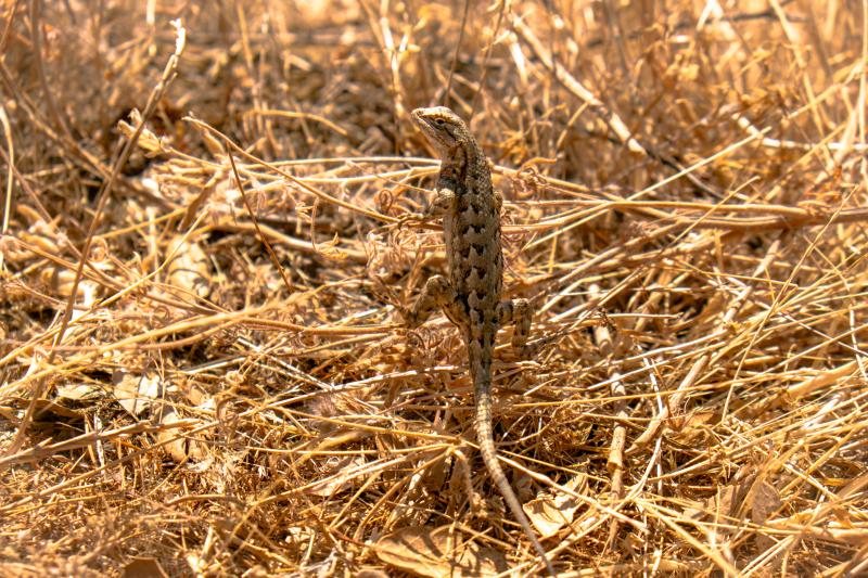Owen Zimbauer (Fremont Older) Lizard in Fremont Older