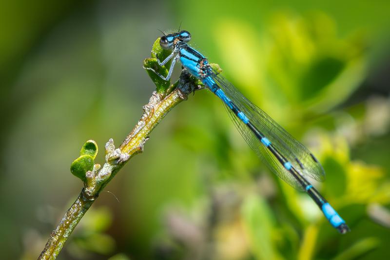 Blue Damselfly in Monte Bello