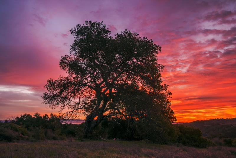 Oak tree at sunrise