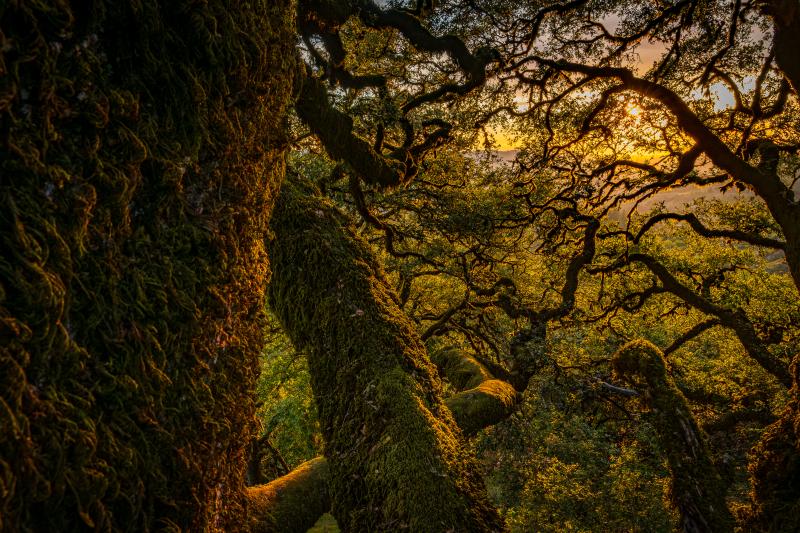 Oak Tree Limbs in Russian Ridge