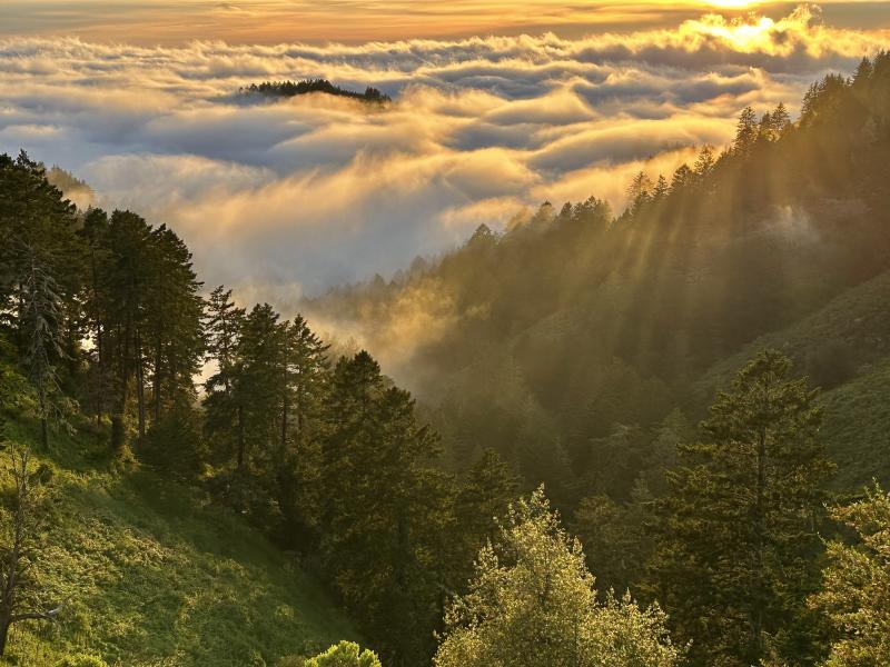 Leor Pantilat (Purisima Creek Redwoods Open Space Preserve) Textured marine layer sunset
