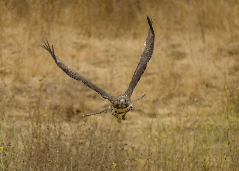 Closeup photo of a hawk in flight over a field of dry grass