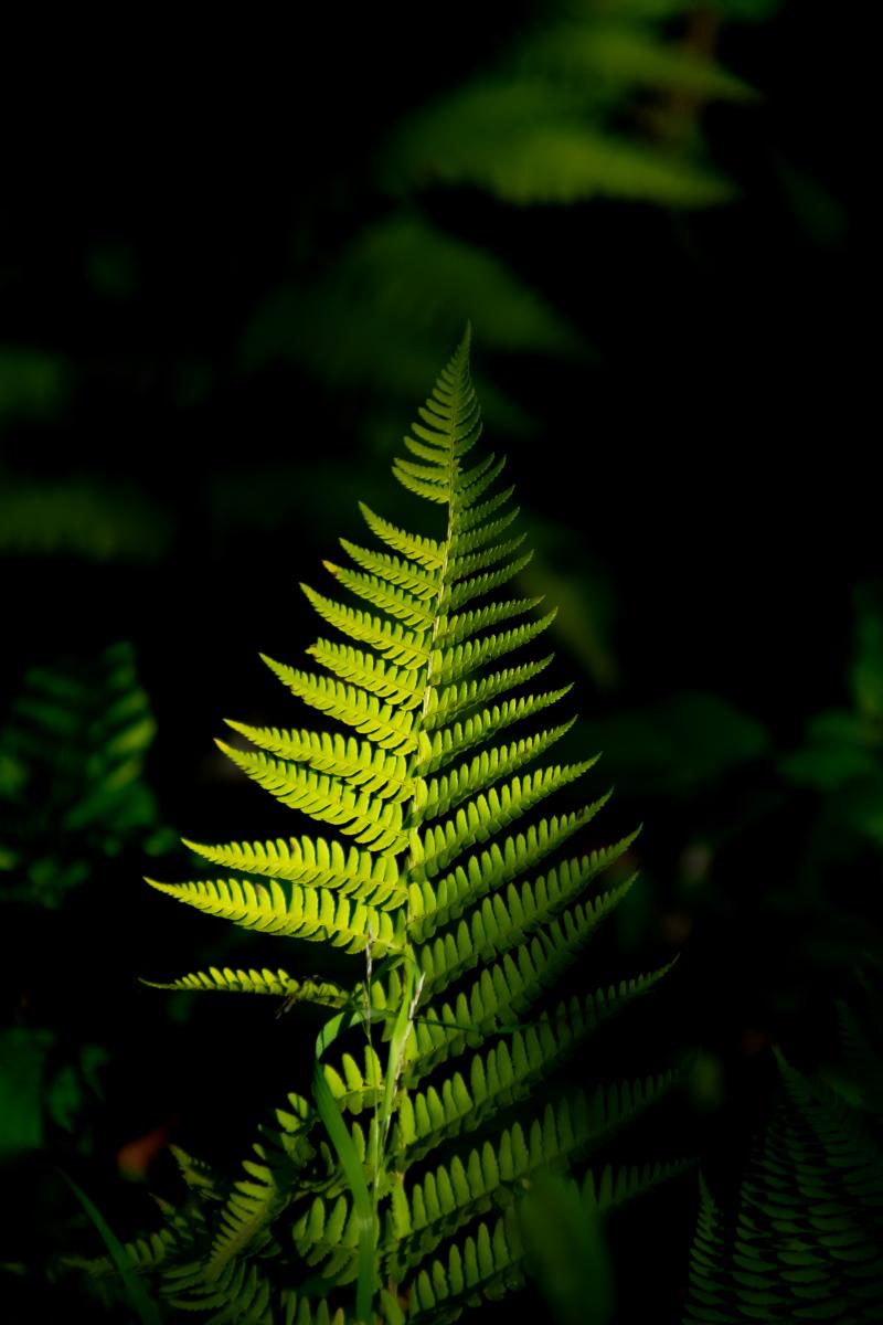 (Owen Zimbauer) A green fern against black background