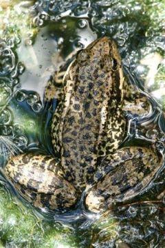A rare California red-legged frog (Matt Chaney/Midpen) A rare California red-legged frog (Matt Chaney/Midpen)