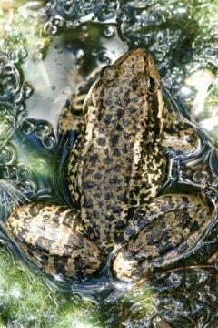 A rare California red-legged frog (Matt Chaney/Midpen)