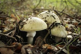 Amanita Phalloides photo of a cluster of death cap mushrooms
