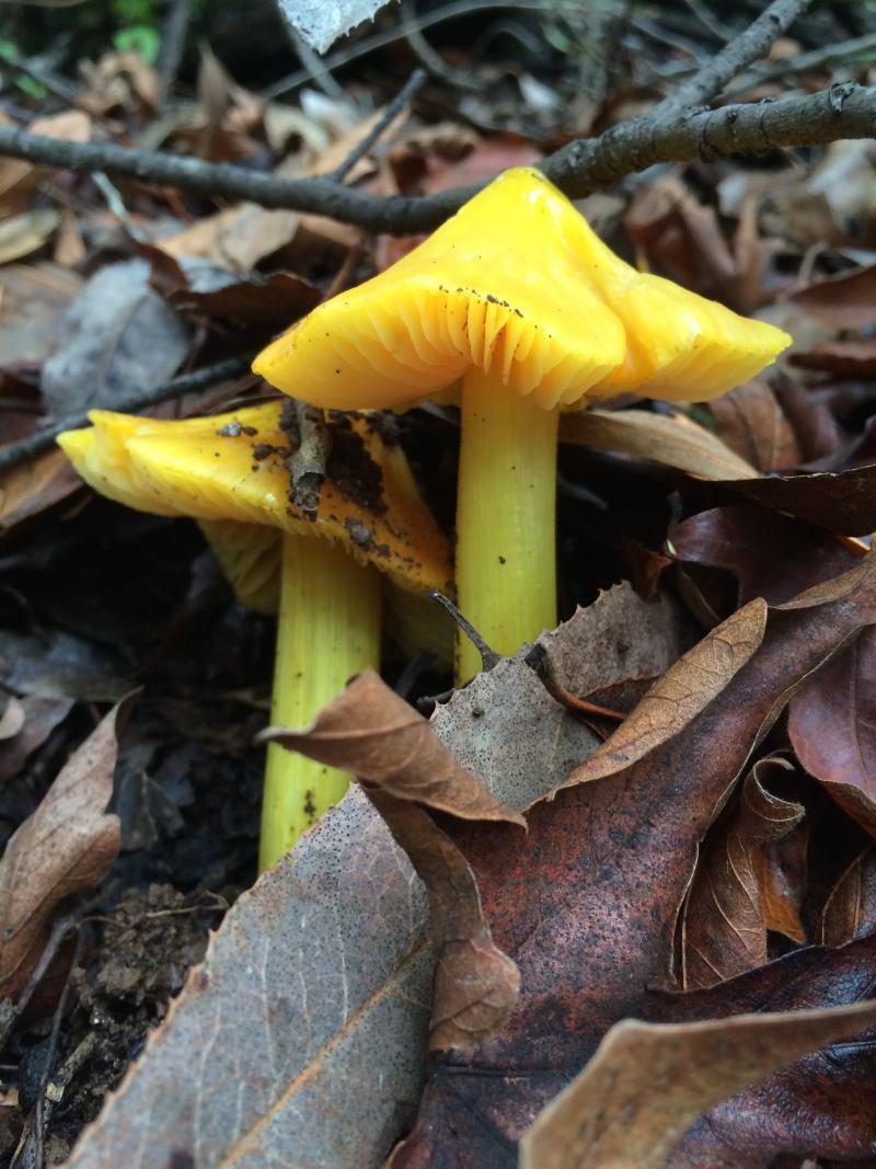 Waxy cap mushrooms (Ruth Hennigar)