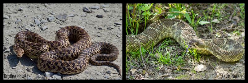 Comparison of gopher snake and Northern Pacific rattlesnake coloration patterns