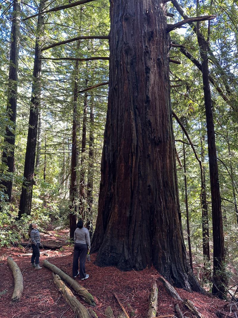 Redwood tree in La Honda Creek preserve (Frances Freyburg)