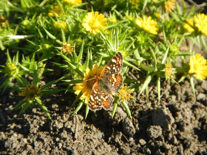 Butterfly on pappose tarplant