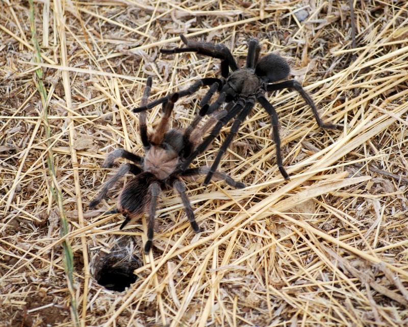 Mating tarantulas at Monte Bello Preserve (John Kesselring)