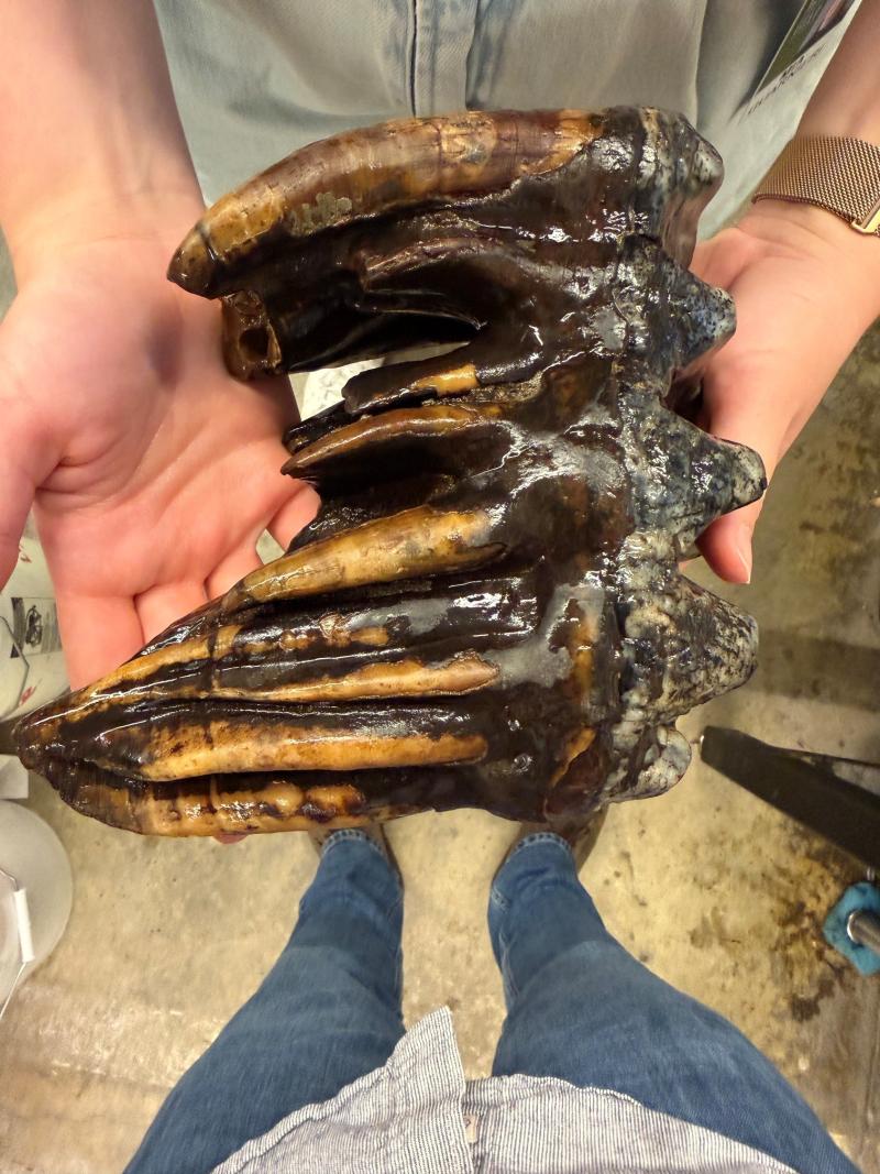 A person holding a fossilized mastodon tooth.