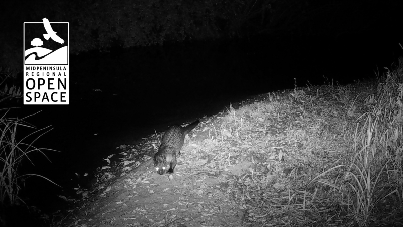 River otter photo at night with eyes shining