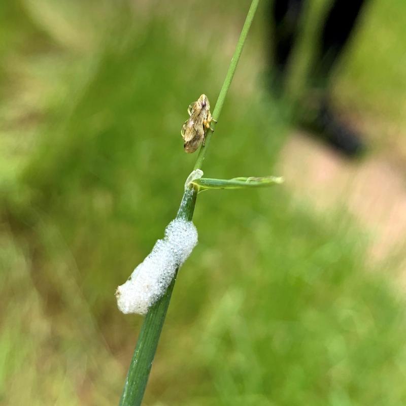 Meadow spittlebug (Eleanor Raab)