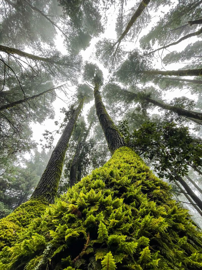 (Divya Konda) Looking up at canopy of trees and cloudy sky