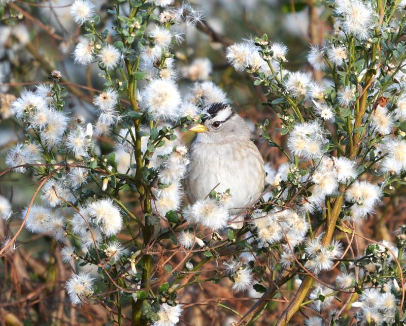 A sparrow blends into the flowers of a coyote brush plant