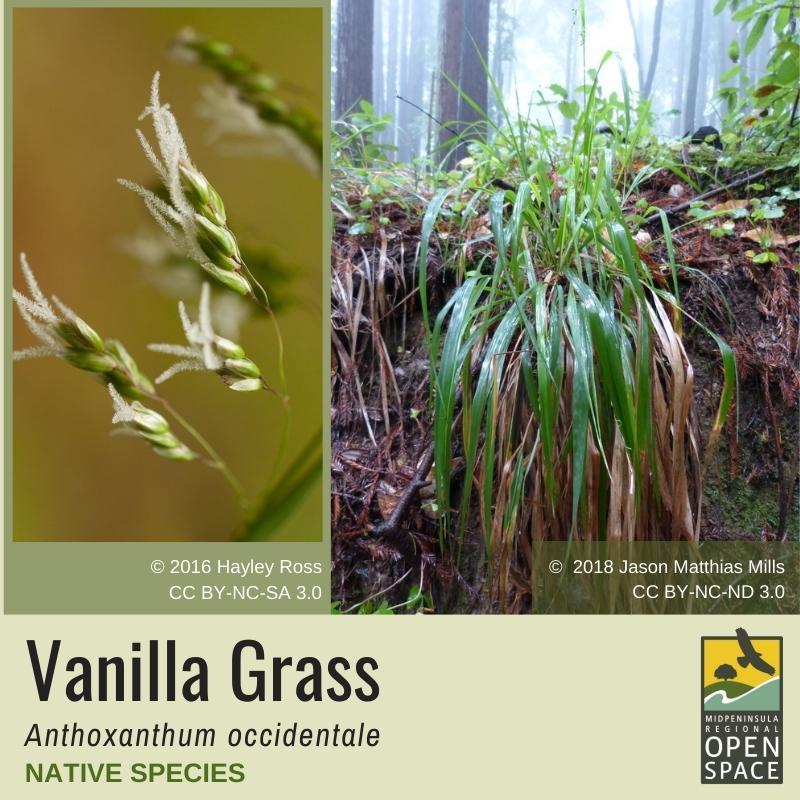 Native Plant of the month: Vanilla Grass (November 2021)