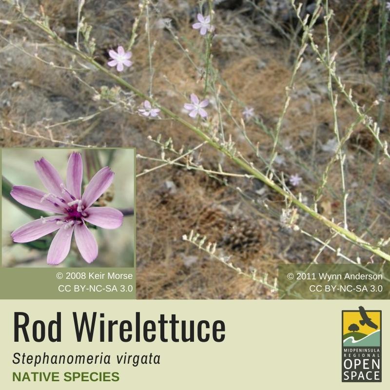Native Plant of the Month: Rod Wirelettuce (October 2021)