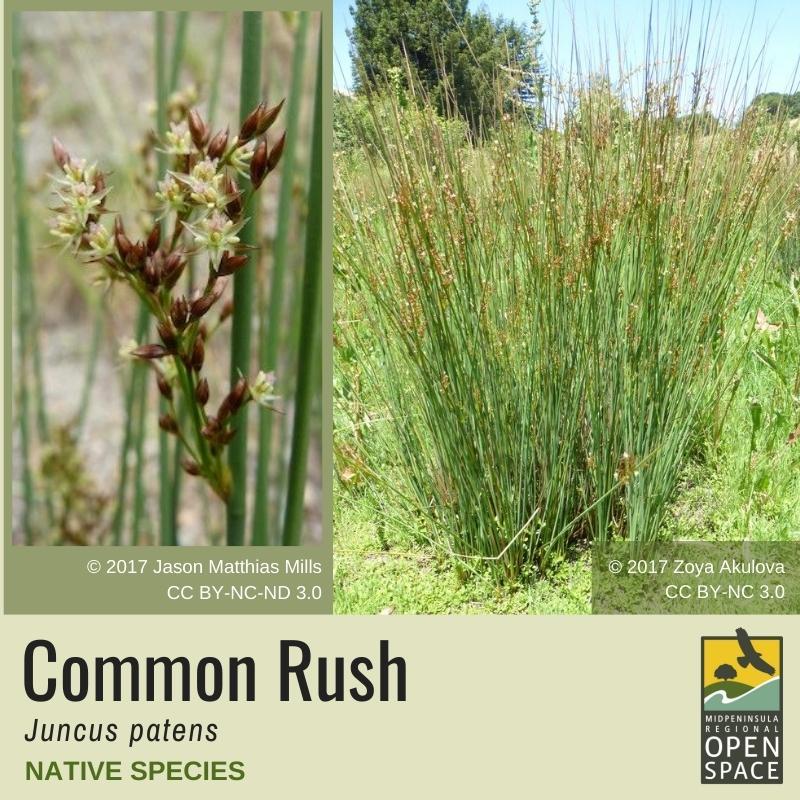 Native Plant of the Month: Common Rush (December 2021) Native Plant of the Month: Common Rush (December 2021)