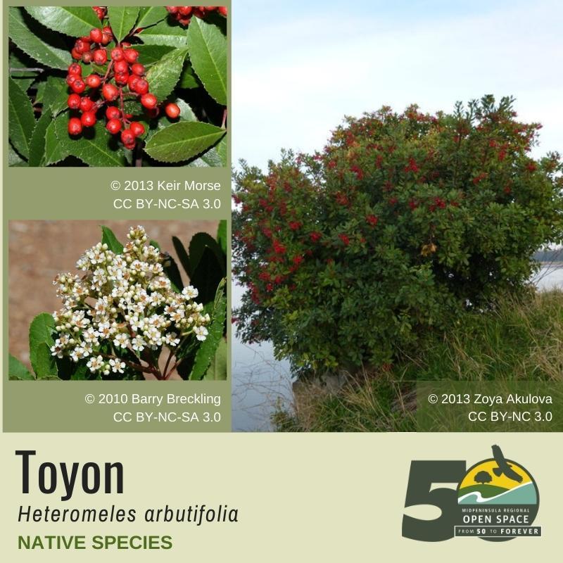 Native Plant of the Month: Toyon (January 2022) Native Plant of the Month: Toyon (January 2022)