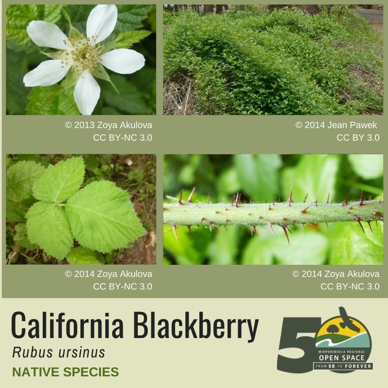 Native Plant of the Month: California blackberry (February) Native Plant of the Month: California blackberry (February)