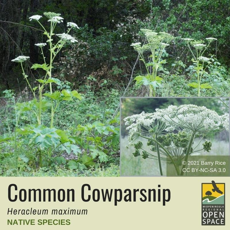 Plant of the month. Cowparsnip. Native plant. Plant of the month. Cowparsnip. Native plant.