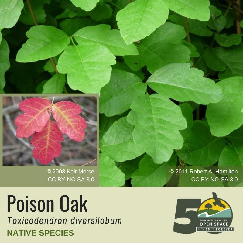 Native PLant of the Month: Poison Oak (March)
