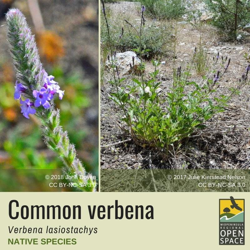 Plant of the month. Common Verbena. Native plant. 