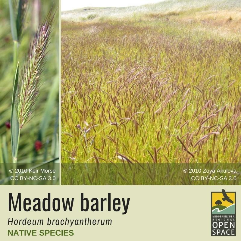 Plant of the month. Meadow Barley. Native plant. 