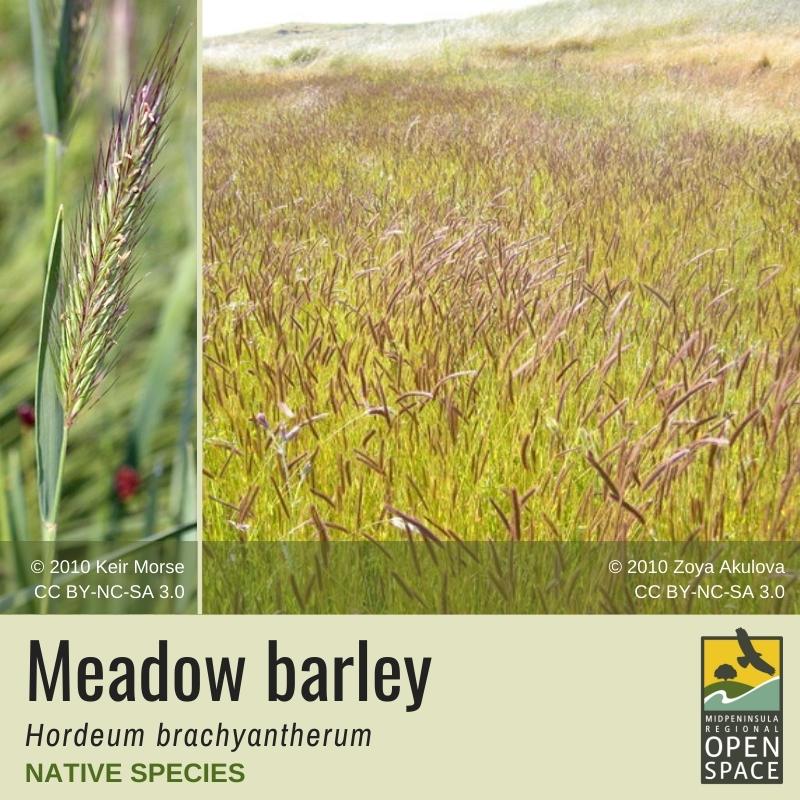 Plant of the month. Meadow Barley. Native plant. Plant of the month. Meadow Barley. Native plant.