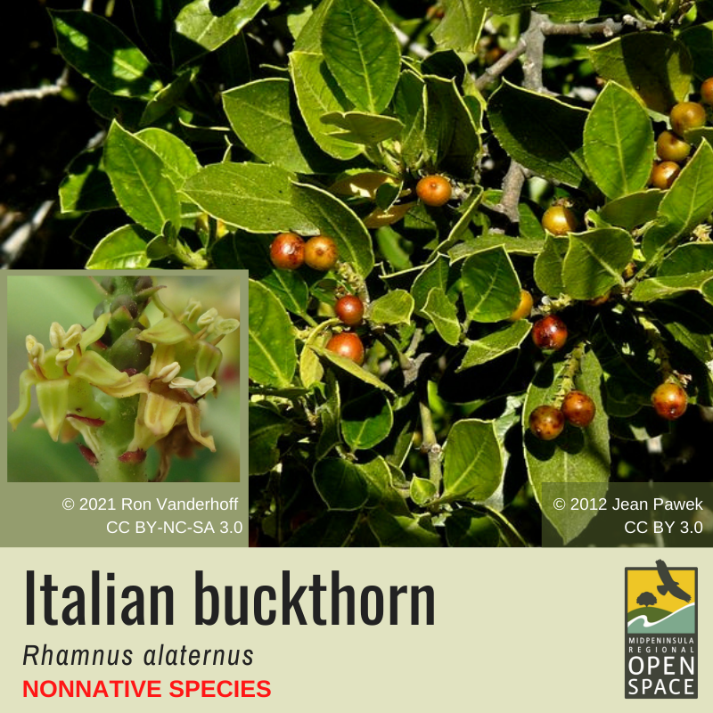 Plant of the month. Italian Buckthorn. Non-native plant. 