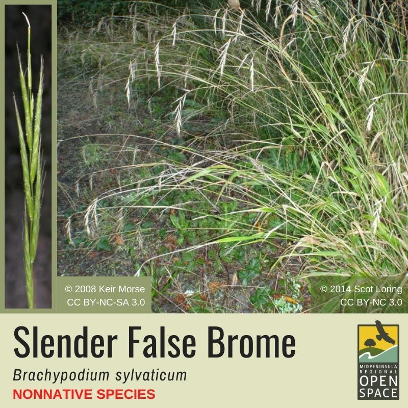 Nonnative Plant of the Month: Slender False Brome (November 2021) Nonnative Plant of the Month: Slender False Brome (November 2021)
