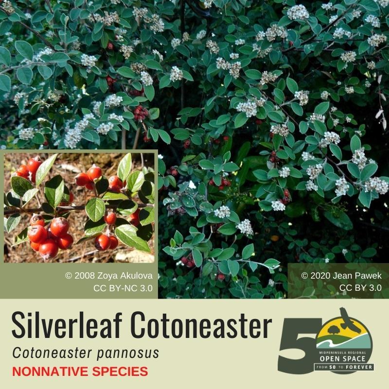 Nonnative Plant of the Month: Silverleaf Cotoneaster (January 2022) Nonnative Plant of the Month: Silverleaf Cotoneaster (January 2022)