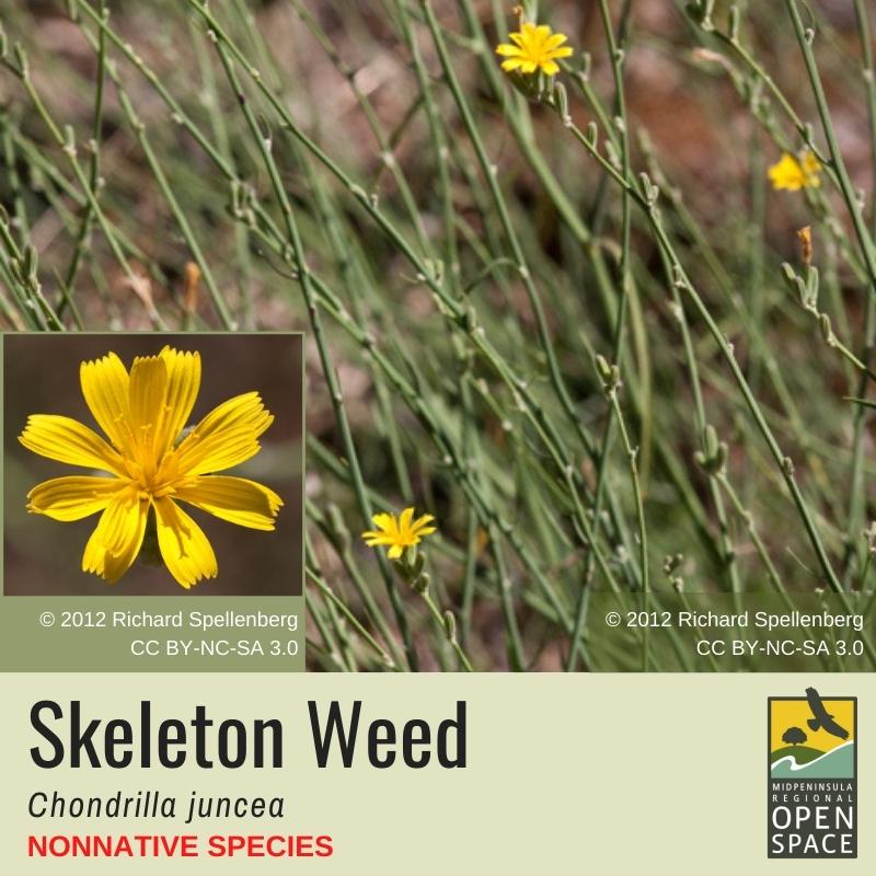 Nonnative Plant of the Month: Skeleton Weed (October 2021)