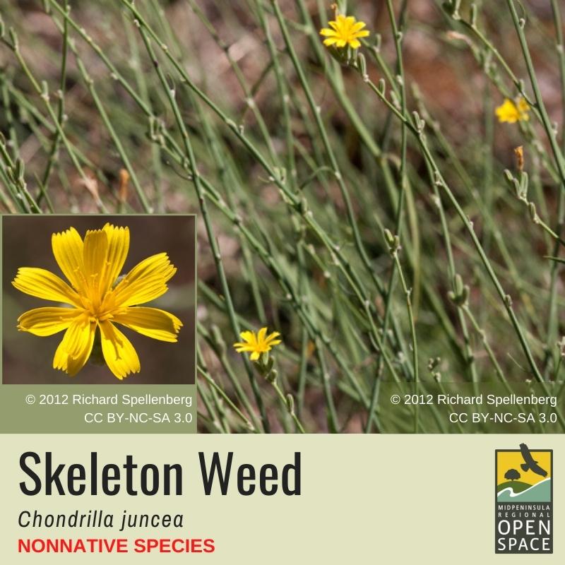 Nonnative Plant of the Month: Skeleton Weed (October 2021) Nonnative Plant of the Month: Skeleton Weed (October 2021)