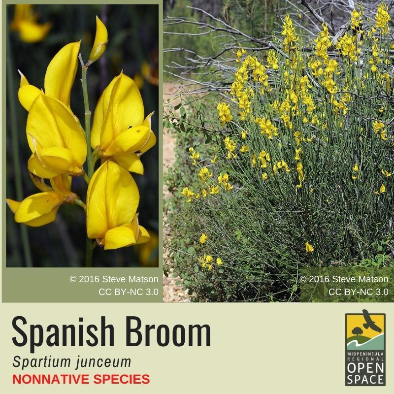 Nonnative Plant of the Month: Spanish Broom (December 2021) Nonnative Plant of the Month: Spanish Broom (December 2021)