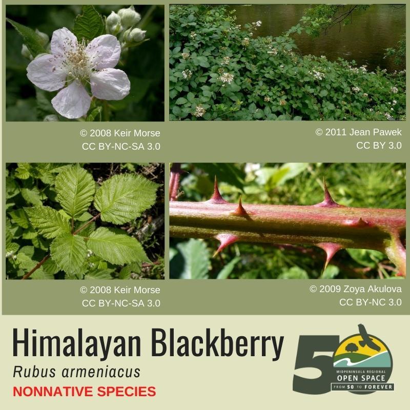 Nonnative Plant of the Month: Himalayan blackberry (February)