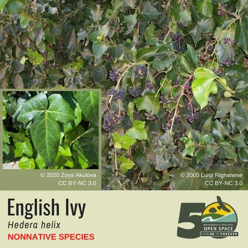 Nonnative Plant of the Month: English Ivy (March)