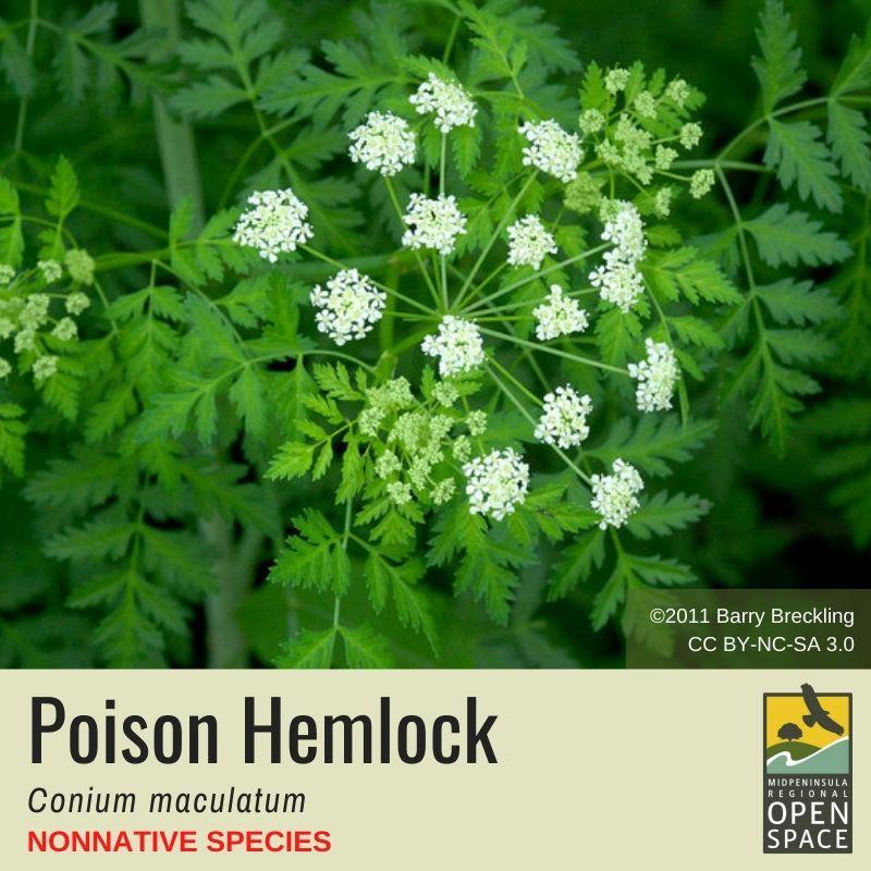 Plant of the month. Poison Hemlock. Non-native.