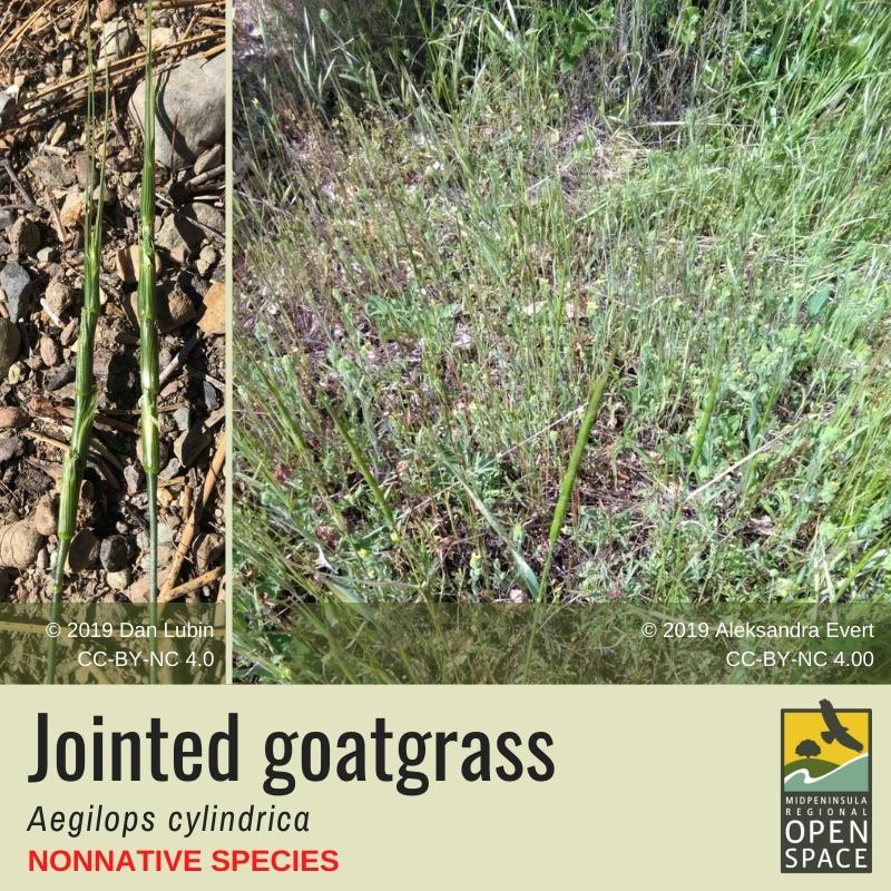 Plant of the month. Jointed Goatgrass. Non-native. Plant of the month. Jointed Goatgrass. Non-native.