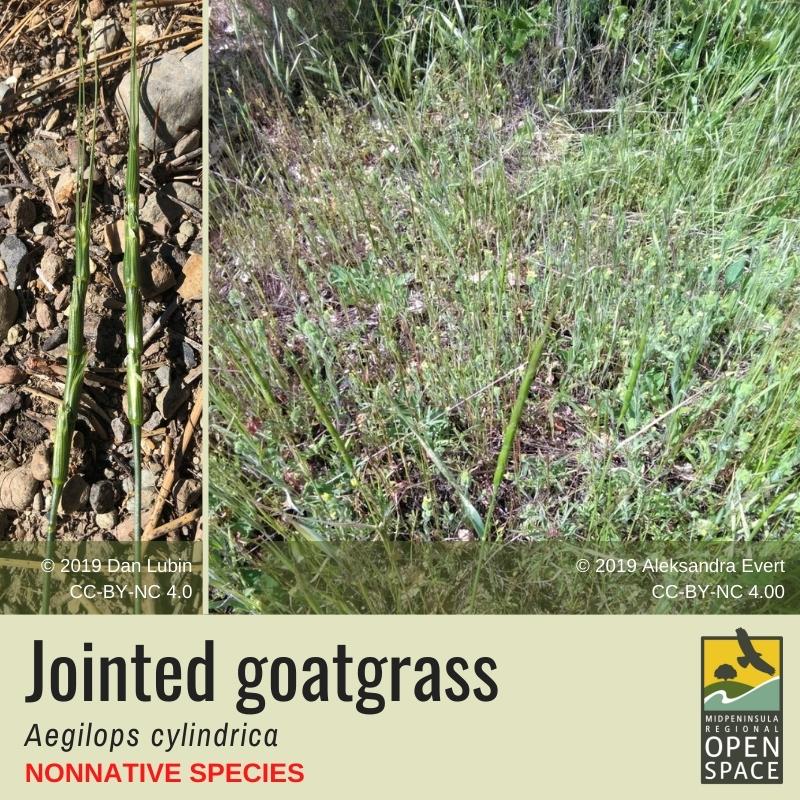 Plant of the month. Jointed Goatgrass. Non-native.