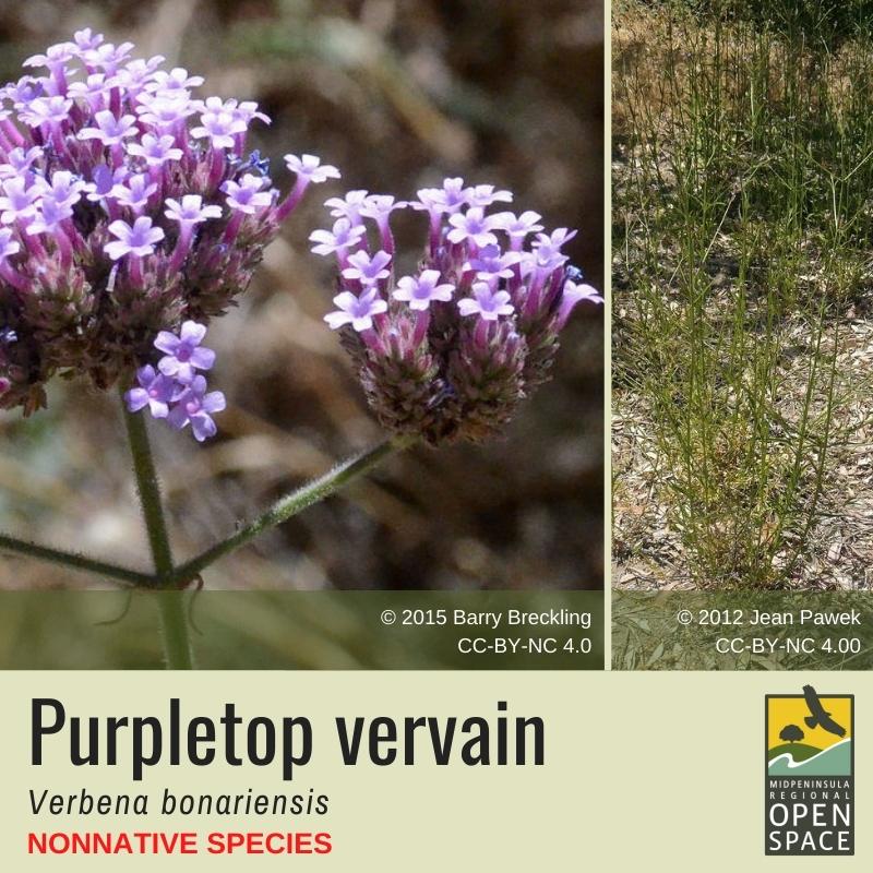 Plant of the month. Purpletop Vervain. Non-native.