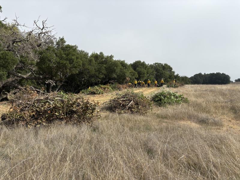Piles of excess vegetation in Sierra Azul