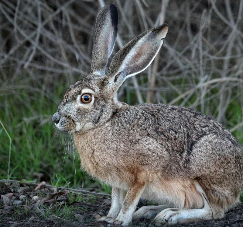 Black-tailed jackrabbit (Kare Werner)